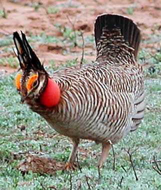 Lesser Prairie Chicken