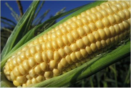 corn