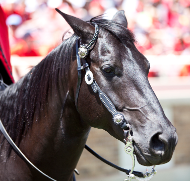 Fearless Champion Horse