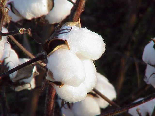 Cotton Boll