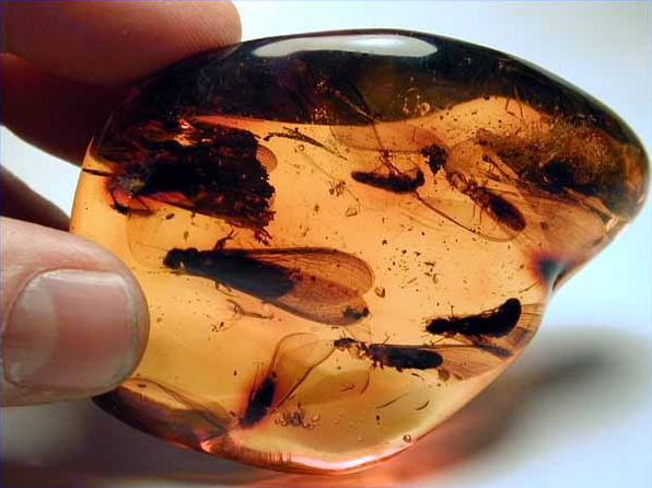 Dominican Amber