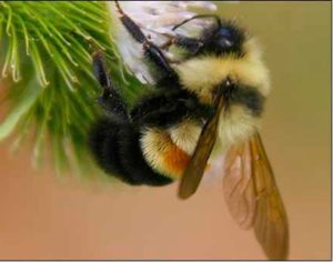 rusty-patched-bumble-bee