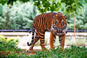 sumatran-tiger-518771_960_720